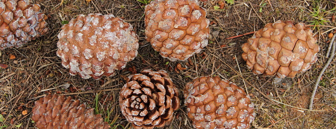 Pine tree branch with new cones
