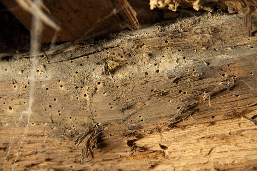Woodworm in an old beam