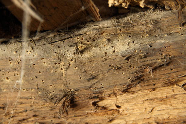 wooden beam with woodworm stock photo