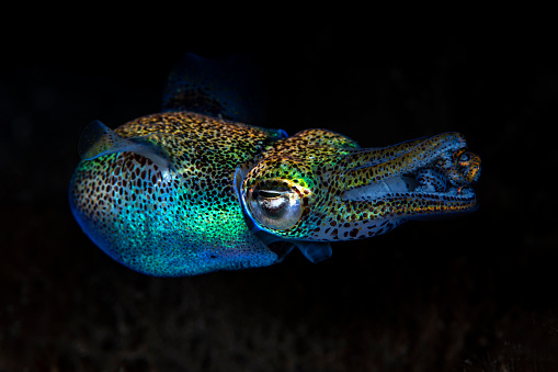 Berry's bobtail squid - Euprymna berryi hunts at night. Underwater world of Tulamben, Bali, Indonesia.
