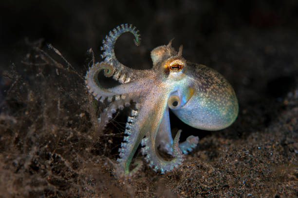 Sea creature stock photo