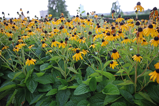 Field of Coneflowers Rudbeckia after rain beautiful yellow flowers