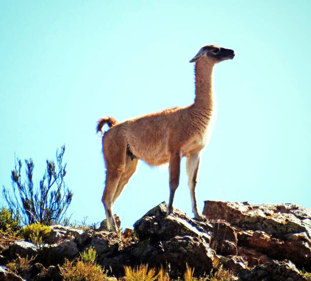 Wildlife in Andes