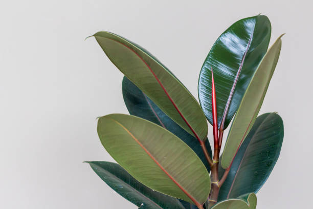 istock Rubber Plant, Indian Rubber Tree, Ficus Elastica. 1433547949