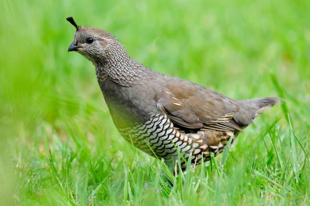 istock Closeup shot of a Common quail 1433548199