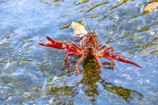 A closeup of a red crayfish in water.