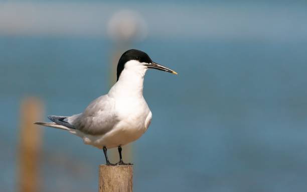 istock Closeup shot of a Sandwich tern bird 1433548361