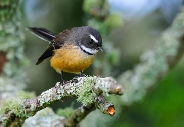 istock Closeup shot of a Common redstart bird 1433548408