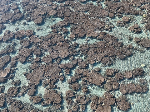 A high-angle shot of corals on the water surface during daytime