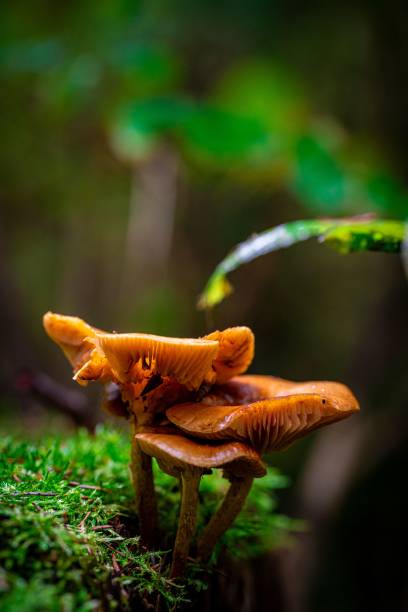 istock Vertical closeup of mushrooms growing in a forest 1433548817