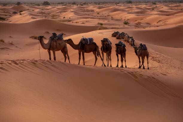 istock Camel caravan walking in a desert in Dubai on a sunny day 1433548876