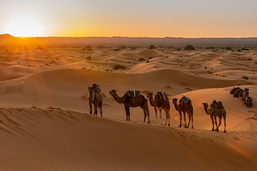 A camel caravan walking in a desert in Dubai on a sunny day