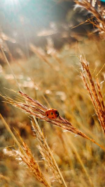 istock Vertical shot of a ladybug on wheat 1433549011