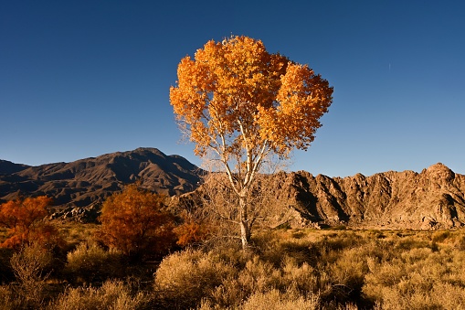 A closeup shot of a tall isolated yellow tree in the Palm Springs