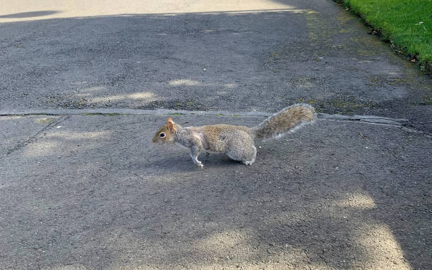 istock A small squirrel crossing the road 1433549904