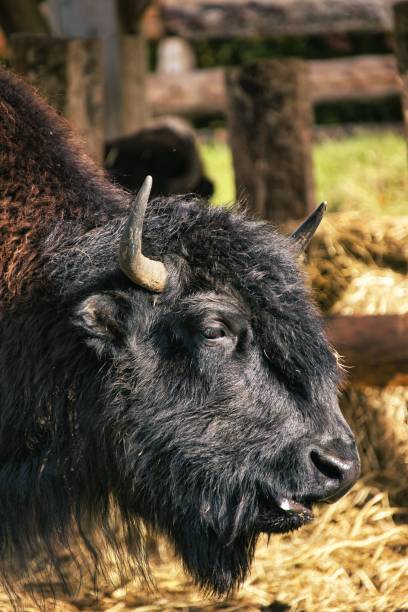 istock Vertical closeup of a black bison with sharp horns on the barn 1433550024