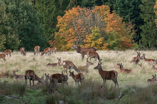 A scenic view of a deer herd grazing in the field on the background of a forest