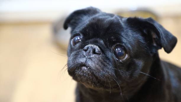 istock Closeup shot of a cute black pug 1433550067
