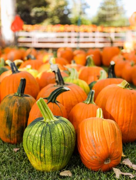 istock Vertical shot of pumpkins arranged on the grass 1433550126