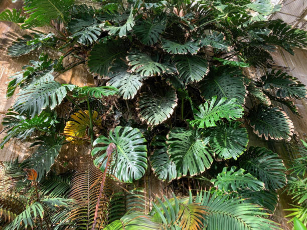 istock Big monstera leaves on a wall 1433550128