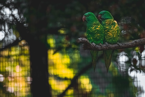 A pair of exotic green parakeets on a branch in a cage