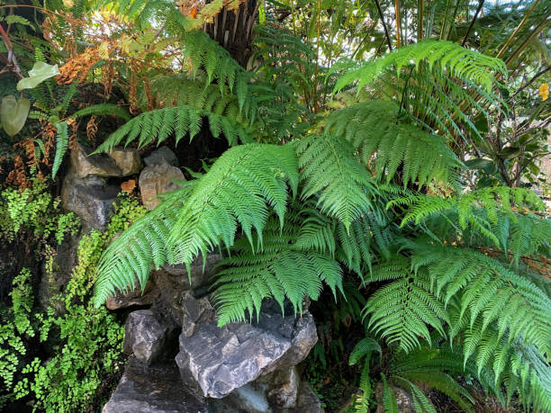 istock Fern bush in a botanical garden 1433550254