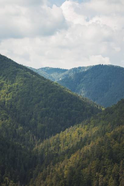 istock High angle of a spruce tree forest against the clouds in the sky 1433550420