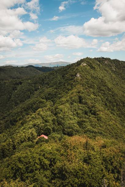istock Vertical of a lush forest against the blue sky 1433550422