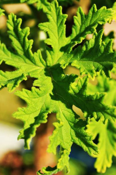 istock Closeup of blooming plant leaf 1433550893