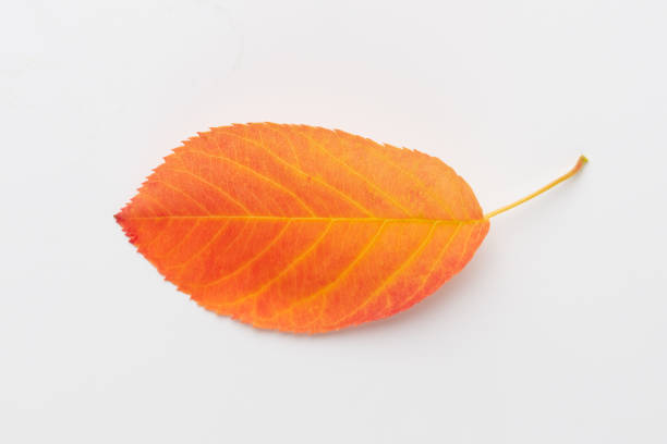 Autumn maple leaves isolated on white background.