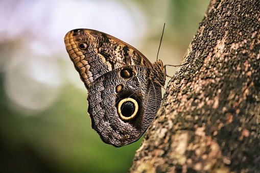An owl butterfly on a tree trunk, macro shot