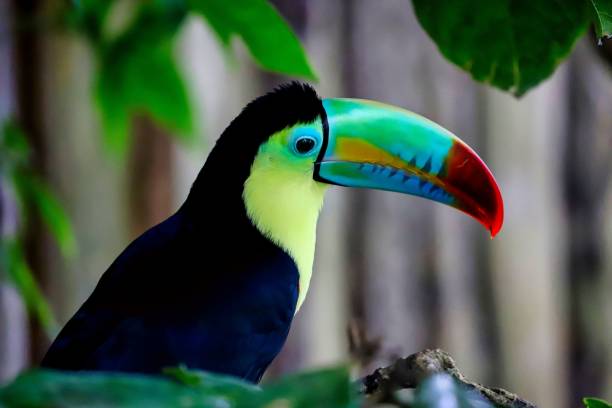 istock Beautiful Keel-Billed toucan against a blurred background 1433551108