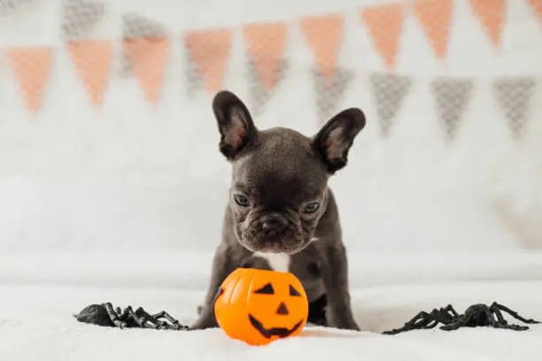Photo of Funny adorable cute blue french bulldog puppy with pumpkin toy Jack at Halloween holiday