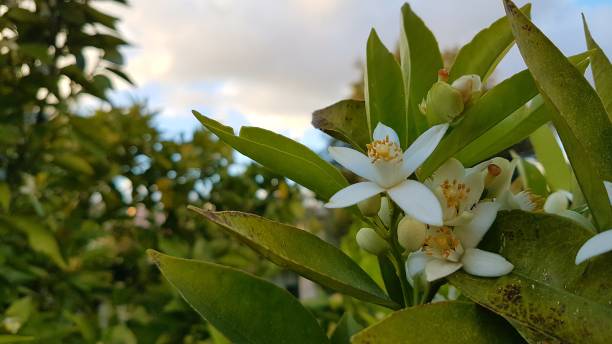istock Closeup of blooming orange tree flowers 1433551138