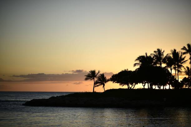 istock Beach with palm tree shadow silhouettes at sunset with a purple sky in the background 1433551335