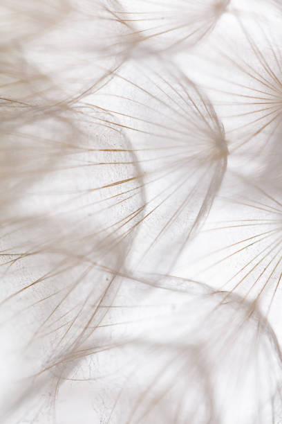 istock Abstract dandelion macro flower background. Seed macro closeup. Soft focus 1433551365