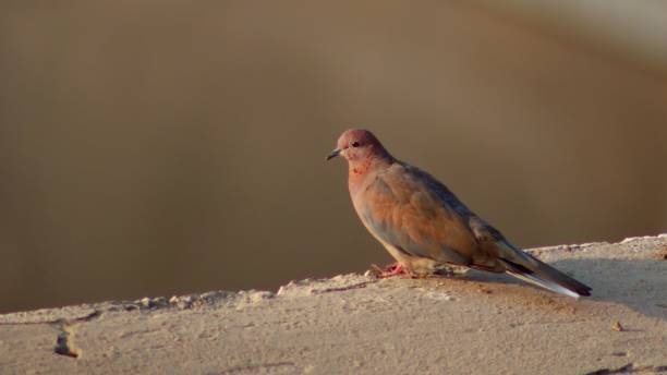 istock Side view of adorable Laughing dove perched on concrete surface 1433551415