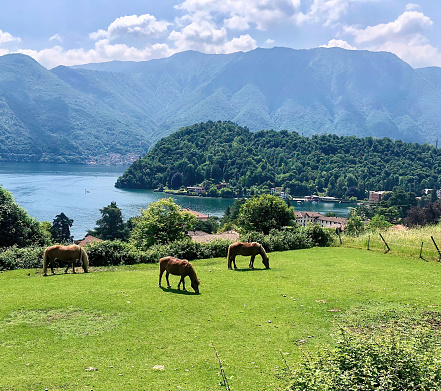 Three brown horses grazing near Como lake in Italy by summer