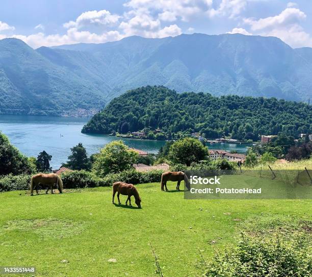 Horses Grazing Near Como Lake Stock Photo - Download Image Now - Como - Italy, Lake, Tranquility