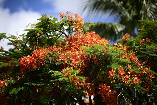 A closeup shot of blooming red flowers of Delonix royal tree in the garden on a sunny day
