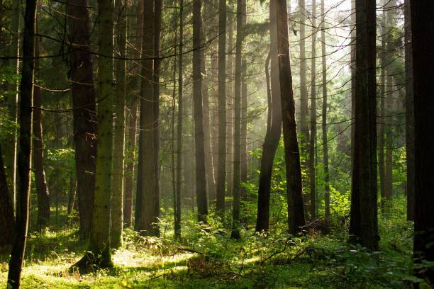 istock Closeup of a forest flooded with sun rays, the grass around 1433551833