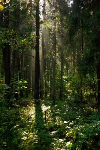 istock Vertical closeup of a forest flooded with sun rays, the grass around 1433551836
