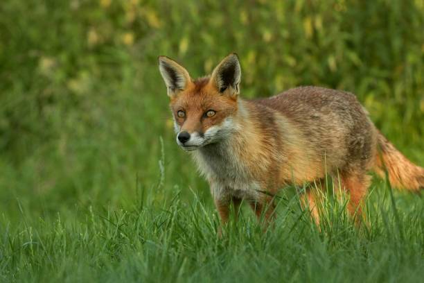 istock Red fox on the green lawn 1433552378