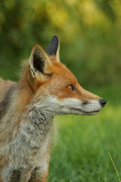 istock Closeup of red fox against blurred lawn background 1433552390