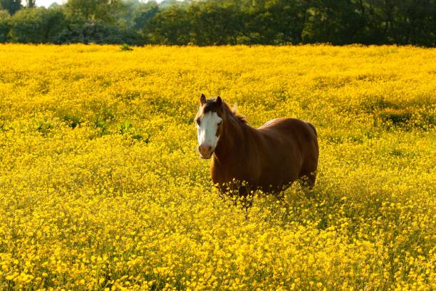 istock Beautiful Horse in rapeseed field with golden evening light 1433552449