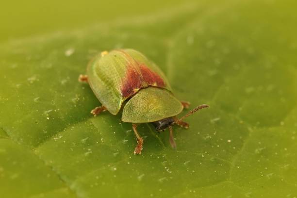 Selective focus of Cassida viridis with a red back on the green leaf with blurred background A selective focus of Cassida viridis with a red back on the green leaf with blurred background cassida viridis stock pictures, royalty-free photos & images