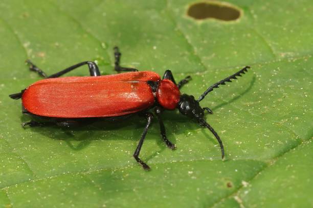 istock Closeup shot of a black-headed cardinal beetle on a leaf surface 1433552806