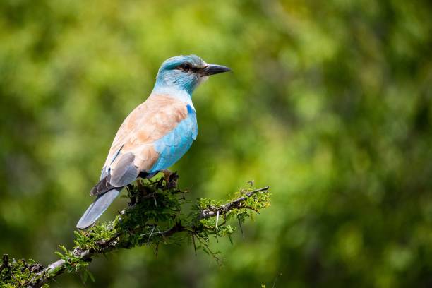 istock Closeup shot of a perched European Roller bird 1433552987