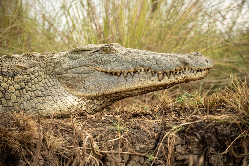 Crocodiles lying in the grass on the bank of the Mara river