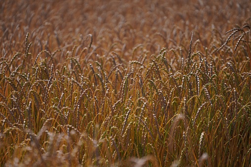 A closeup shot of a wheat field in the countryside on a sunny day
